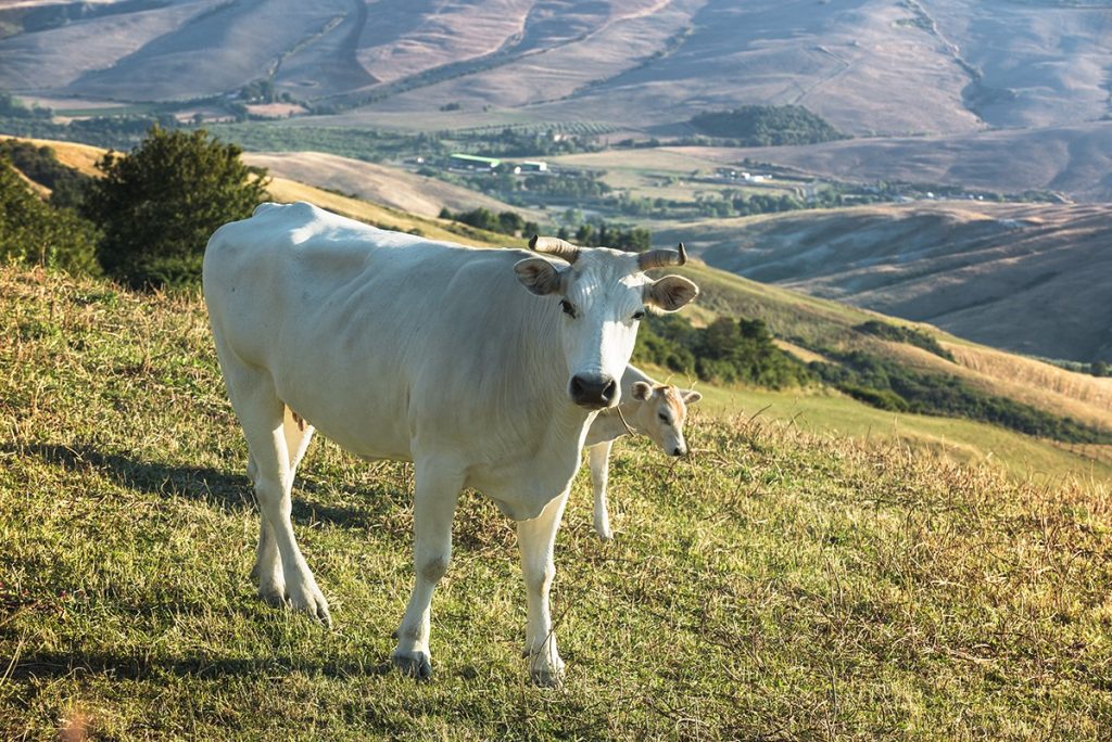 Vaca din rasa Chianina