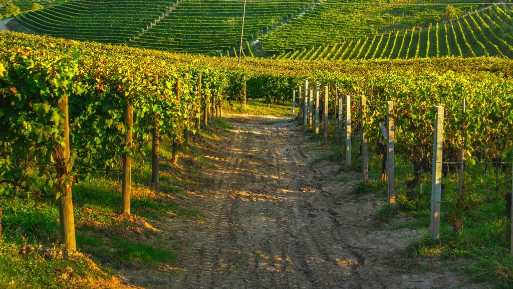 Descoperă Eleganța Spumantelor Cantine Ceci: O Simfonie de Arome și Tradiție Italiană 3 Vineyard